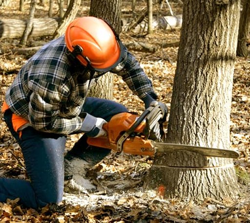 Tree Removal in Big Sandy, TN